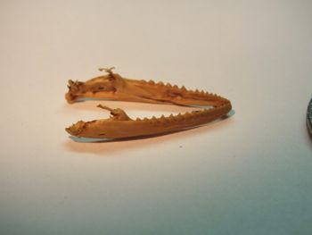 Media type: image;   Herpetology R-18364